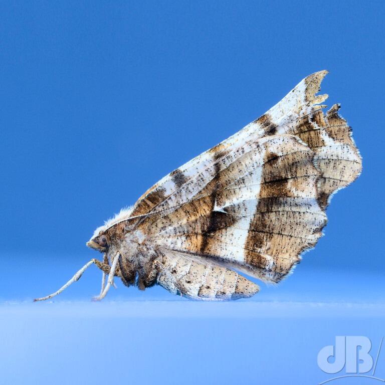 Early Thorn (<em>Selenia dentaria</em>)