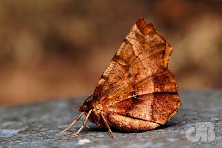 Early Thorn (<em>Selenia dentaria</em>)