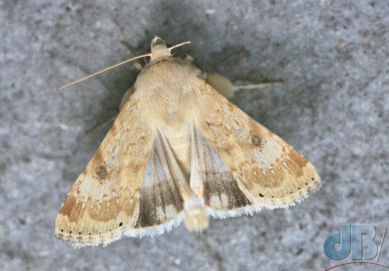 Eastern Bordered Straw (<em>Heliothis nubigera</em>)