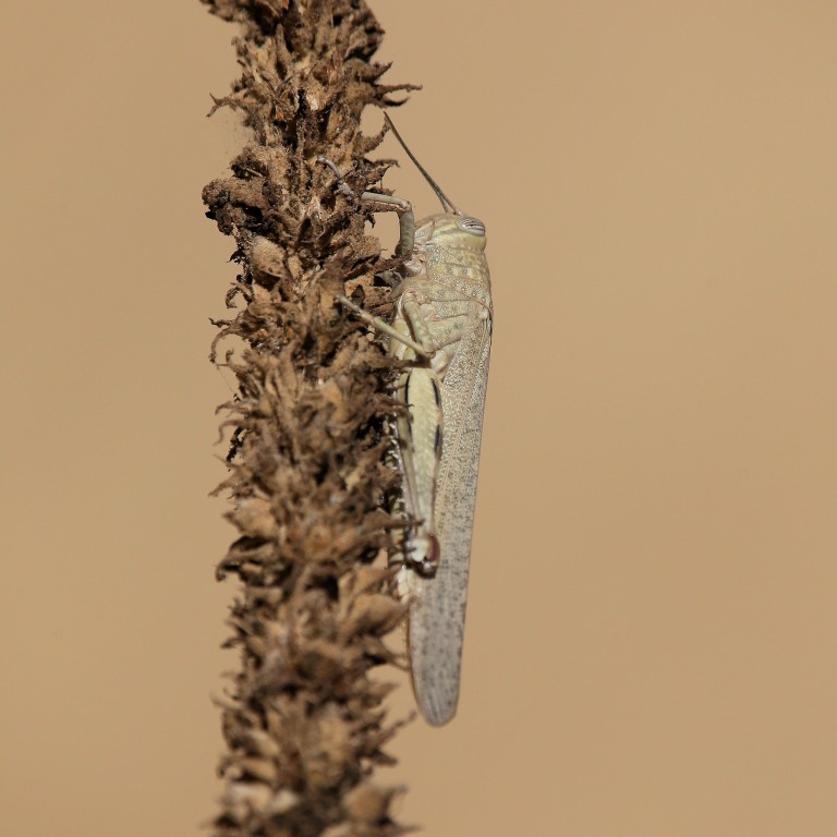 Egyptian Grasshopper (<em>Anacridium aegyptium</em>)