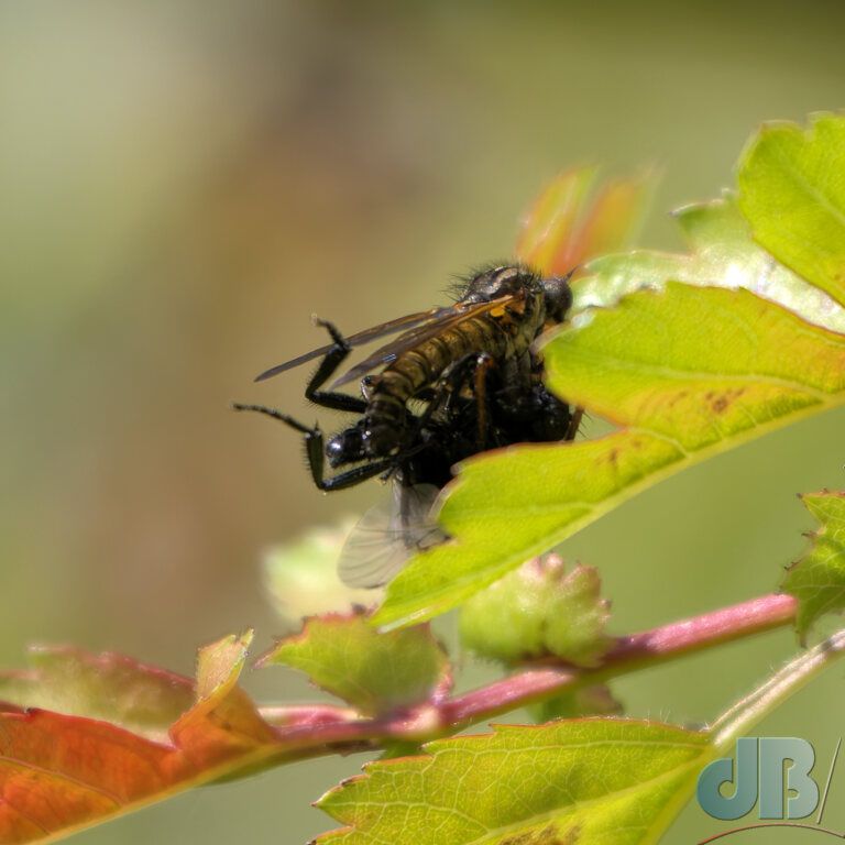 A Dance Fly (<em>Empis tessellata</em>) with St Mark's Fly (<em>Bibio marci</em>) prey
