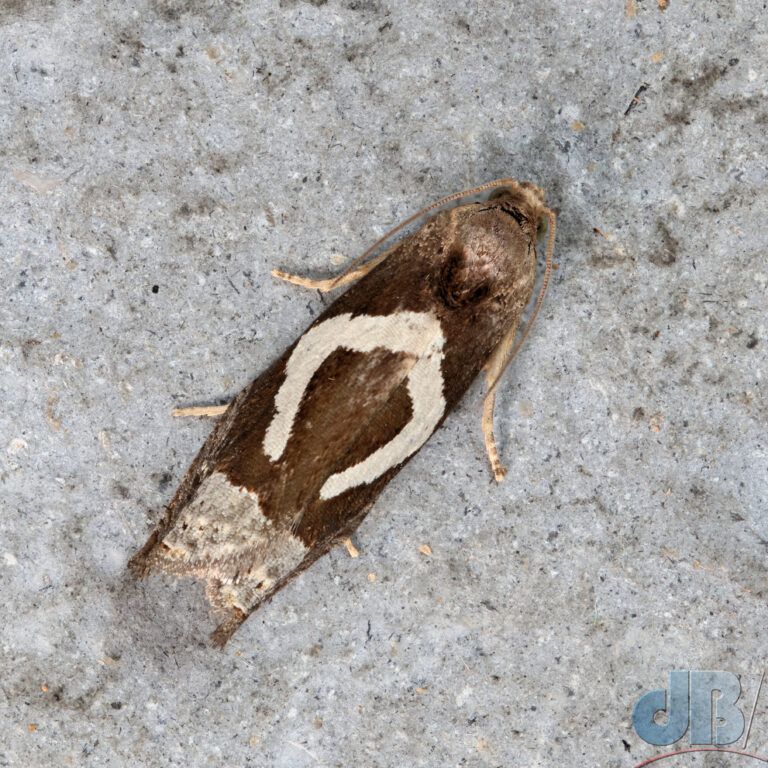 White-foot Bell (<em>Epiblema foenella</em>)