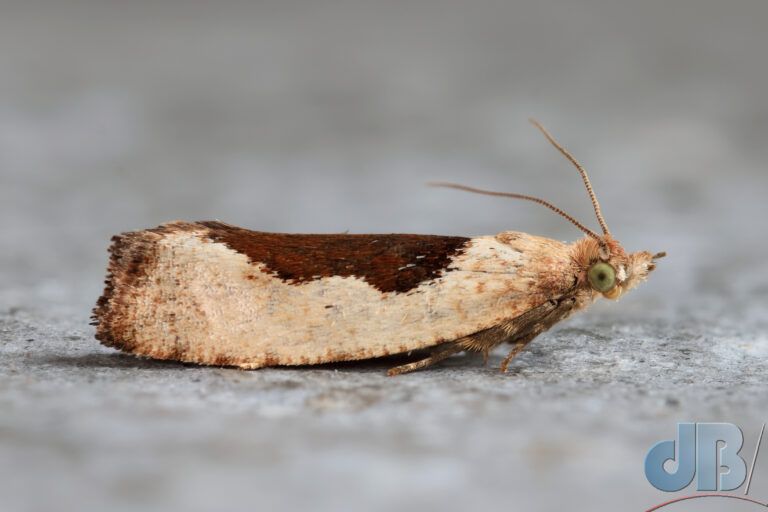 Birch Leafroller Moth (<em>Epinotia solandriana</em>)