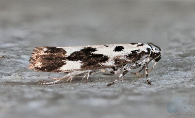 Comfrey Ermine (<em>Ethmia quadrilella</em>)