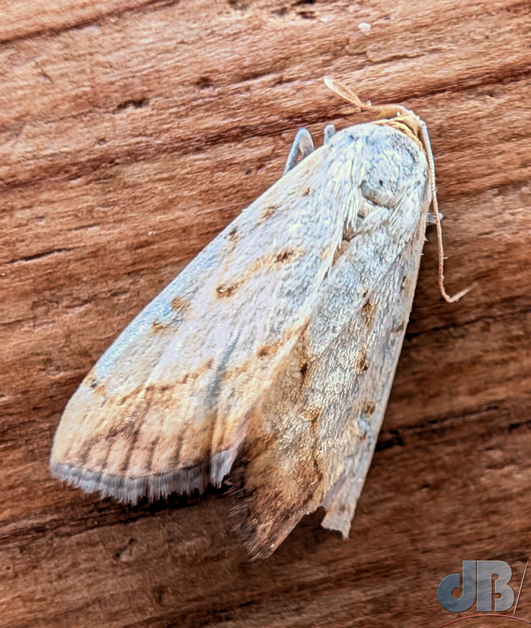 Marbled Yellow Pearl (<em>Evergestis extimalis</em>)
