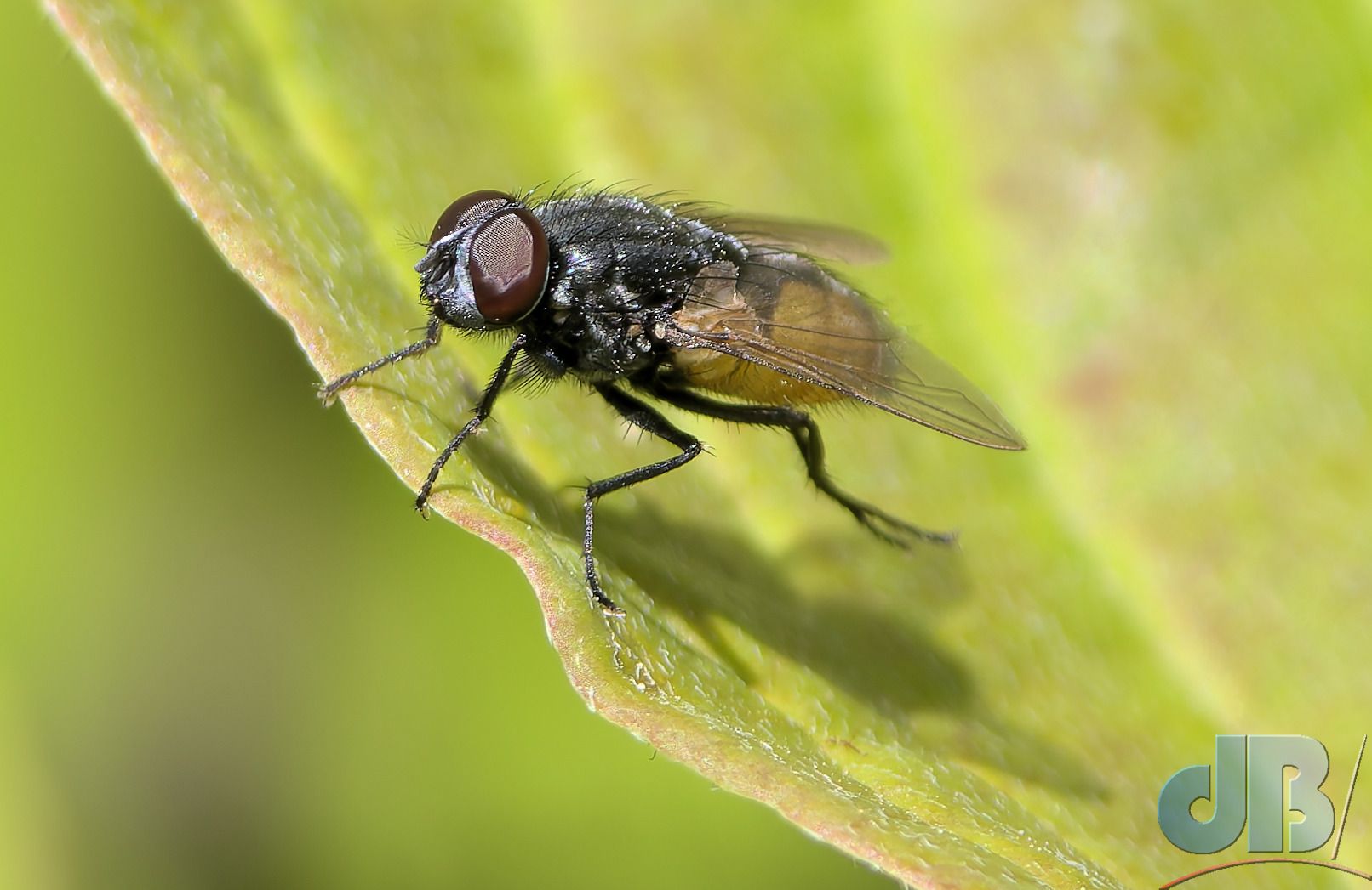 Face Fly (<em>Musca autumnalis</em>)