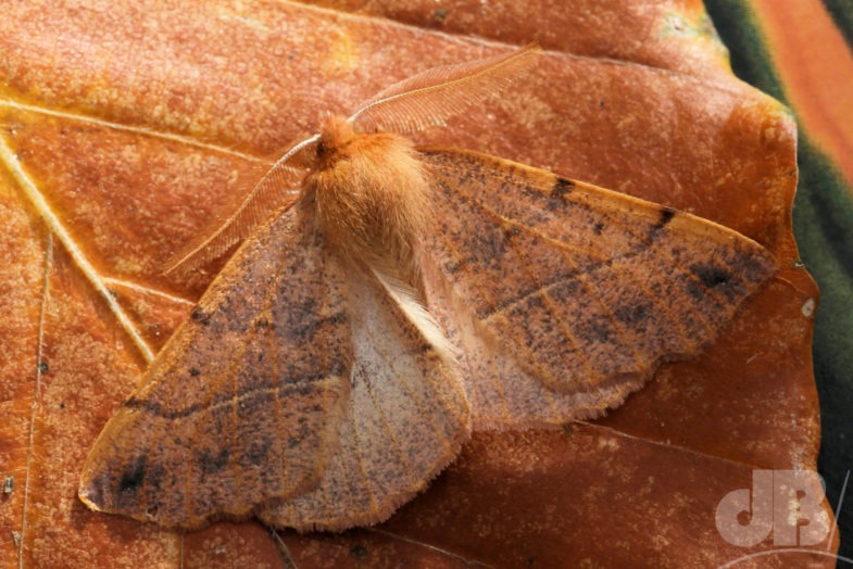 Feathered Thorn (<em>Colotois pennaria</em>)