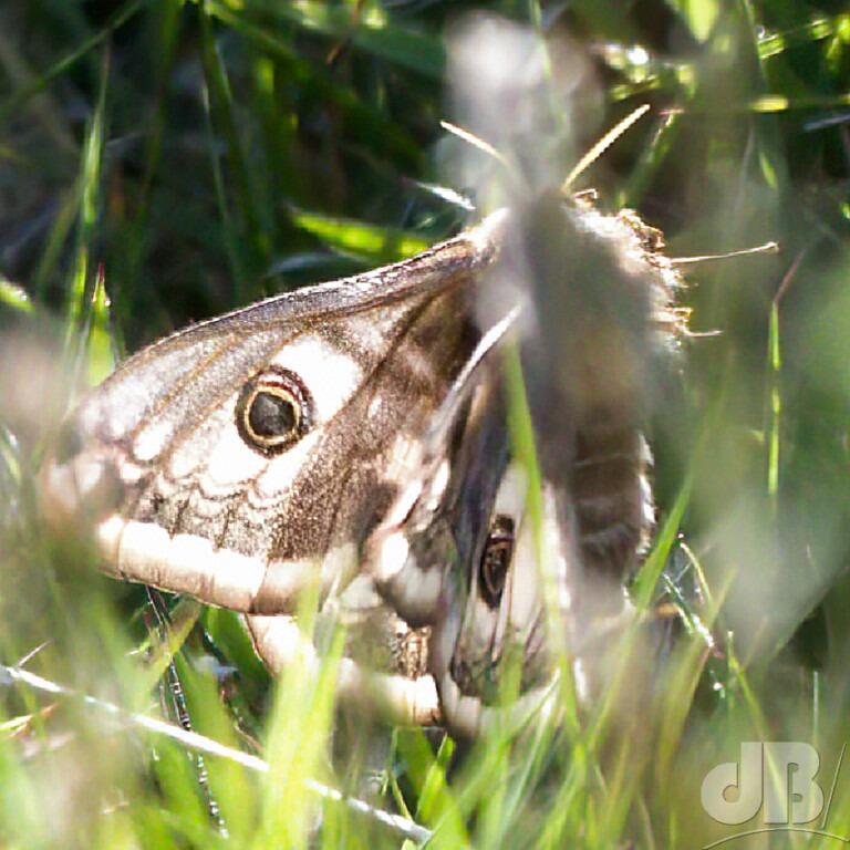 Female Emperor (<em>Saturnia pavonia</em>)