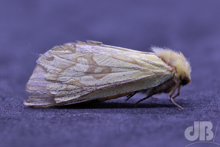 Female Ghost Moth (<em>Hepialus humuli</em>)