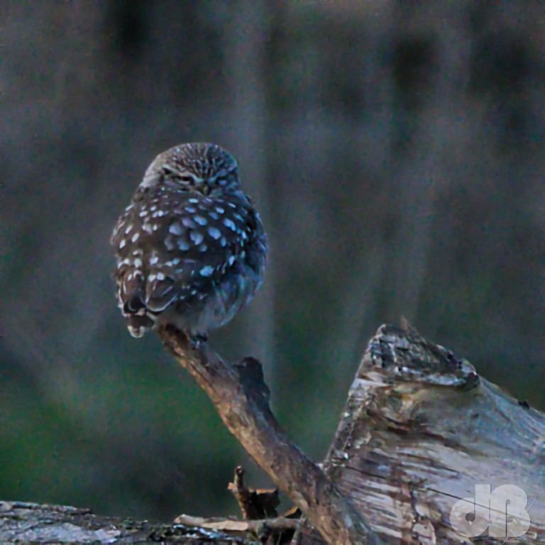 Female Little Owl (<em>Athene noctua</em>)