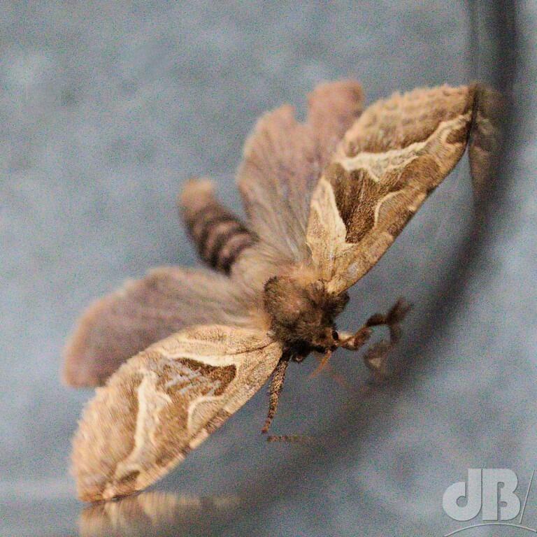 Orange Swift (<em>Triodia sylvina</em>)