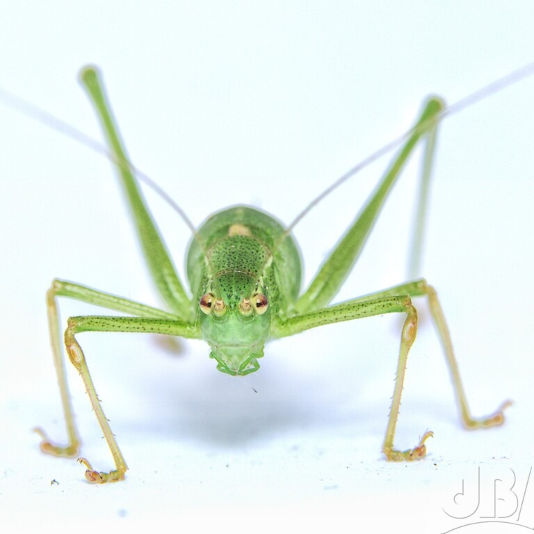 Female Speckled Bush-cricket (<em>Leptophyes punctatissima</em>)