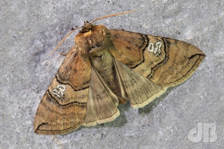 Figure of Eighty (<em>Tethea ocularis</em>)