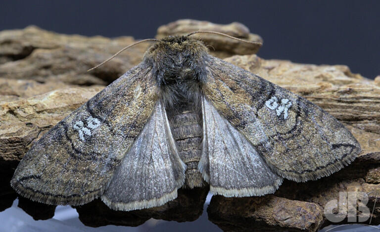 Figure of Eighty (<em>Tethea ocularis</em>)