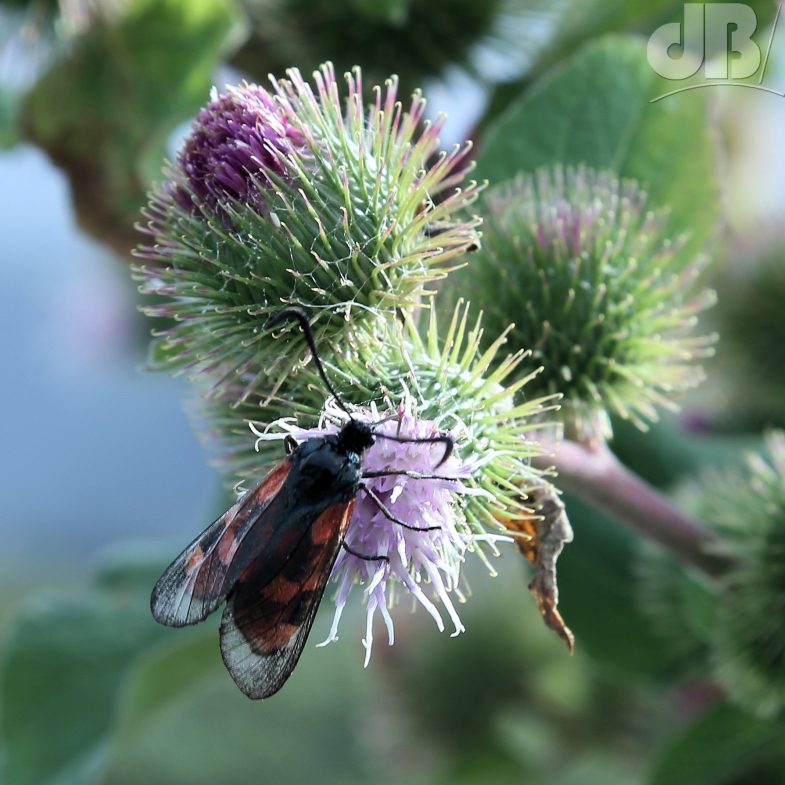 Five-spot Burnet (<em>Zygaena trifolii</em>)