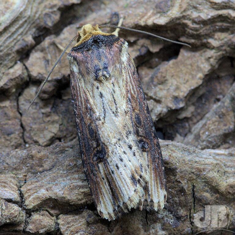 The Flame (<em>Axylia putris</em>)