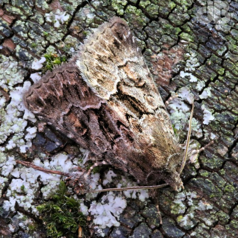 Straw Underwing (<em>Thalpophila matura</em>)