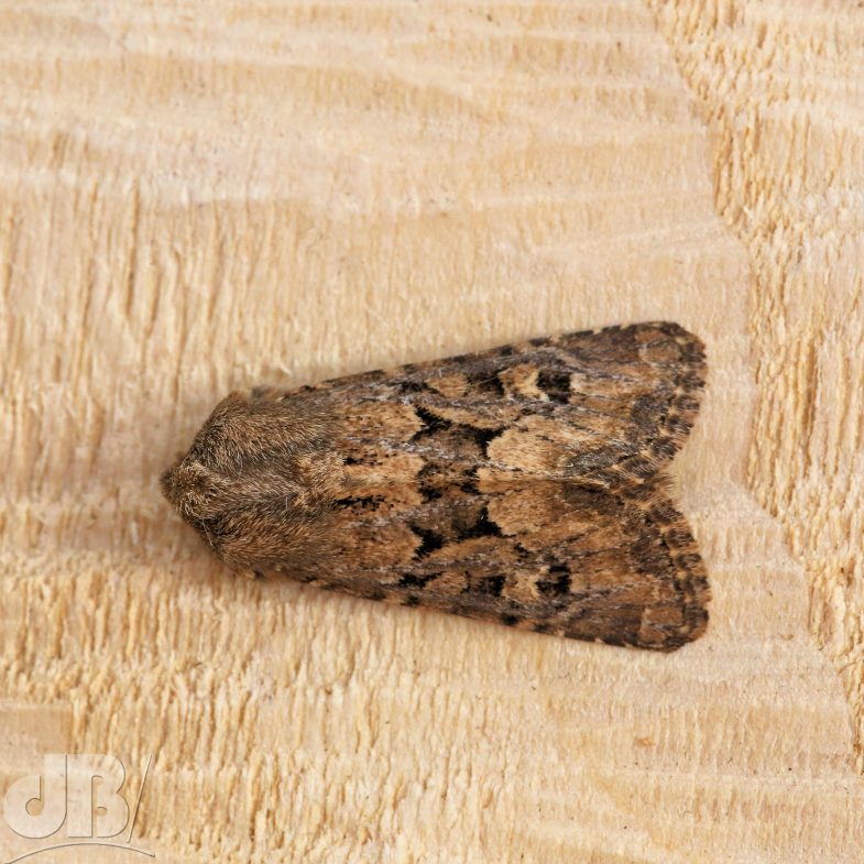 Flounced Rustic (<em>Luperina testacea</em>)
