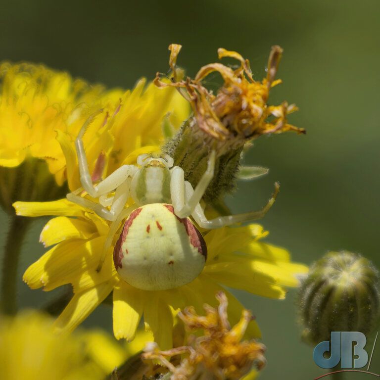 Flower Crab Spider (<em>Misumena vatia</em>)