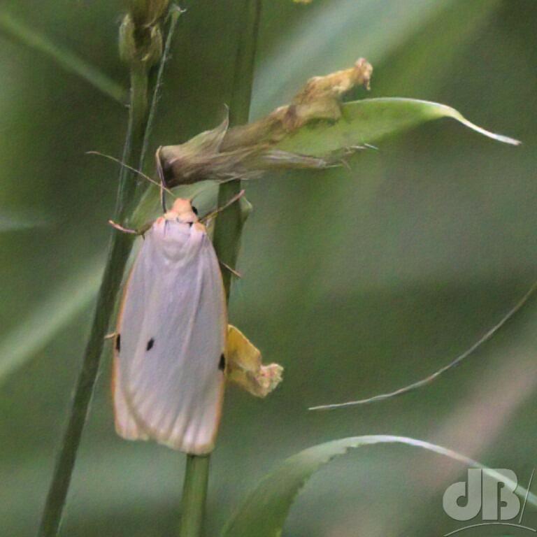 Four-dotted Footman (<em>Cybosia mesomella</em>)