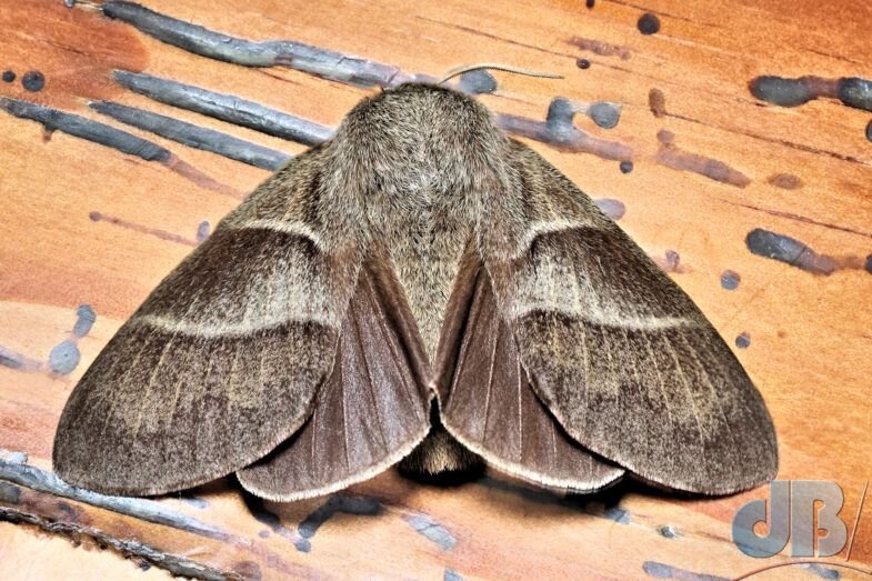 Female Fox Moth (<em>Macrothylacia rubi</em>)