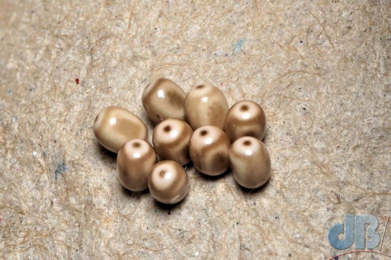 Fox Moth eggs (<em>Macrothylacia rubi</em>)