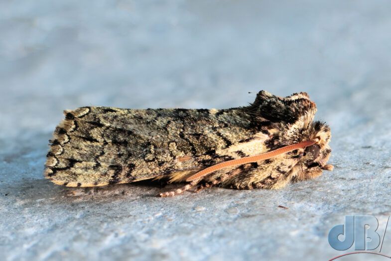 Frosted Green (<em>Polyploca ridens</em>)