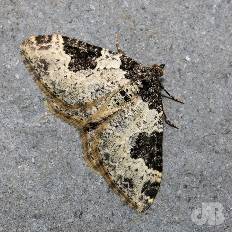 Garden Carpet (<em>Xanthorhoe fluctuata</em>)