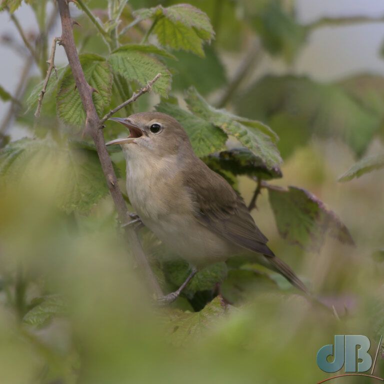 Garden Warbler (<em>Sylvia borin</em>)