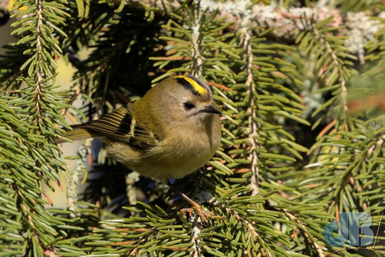 Goldcrest (<em>Regulus regulus</em>)