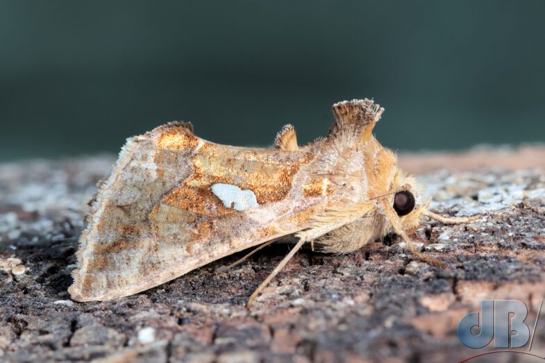 Golden Twin-spot ab. (<em>Chrysodeixis chalcites</em>)