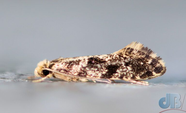 Grain Moth (<em>Nemapogon granella</em>)