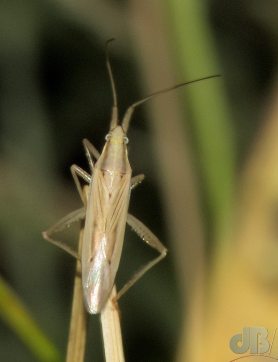 Grass Bug (<em>Stenodema laevigatum</em>)