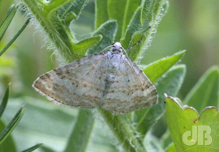 Grass Rivulet (<em>Perizoma albulata</em>)