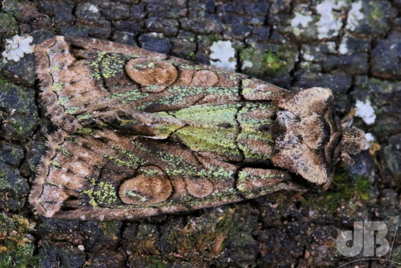 Green-brindled Crescent (<em>Allophyes oxyacanthae</em>)