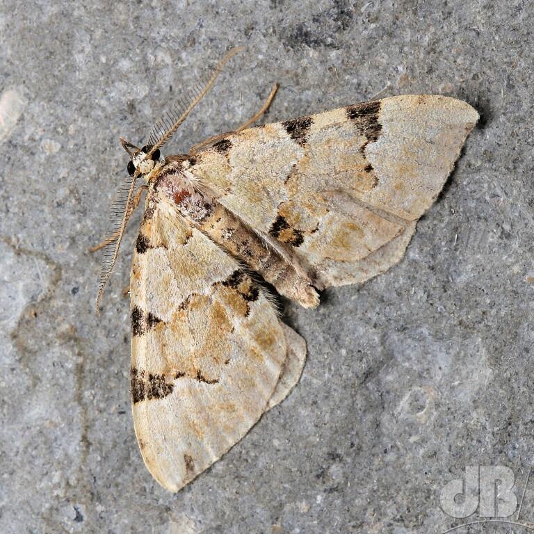 Green Carpet (<em>Colostygia pectinataria</em>)