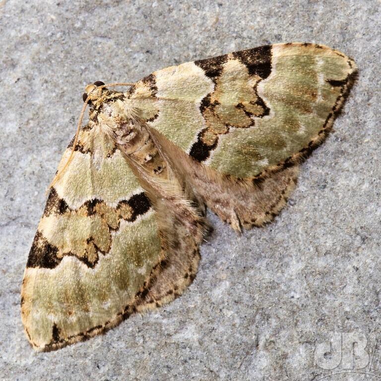 Green Carpet Colostygia pectinataria</em>)