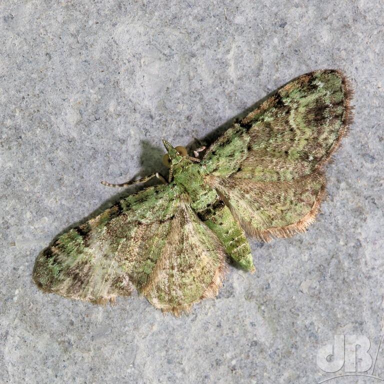 Green Pug (<em>Pasiphila rectangulata</em>)
