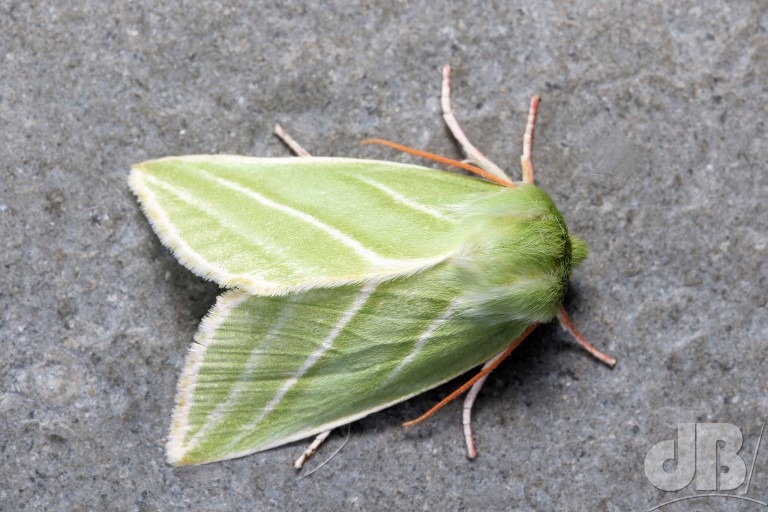 Green Silver-lines (<em>Pseudoips prasinana</em>)