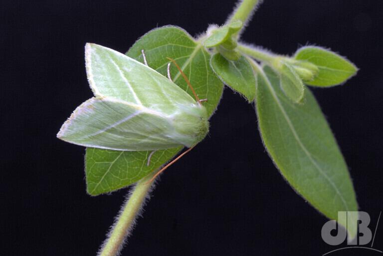 Green Silver-lines (<em>Pseudoips prasinana</em>)