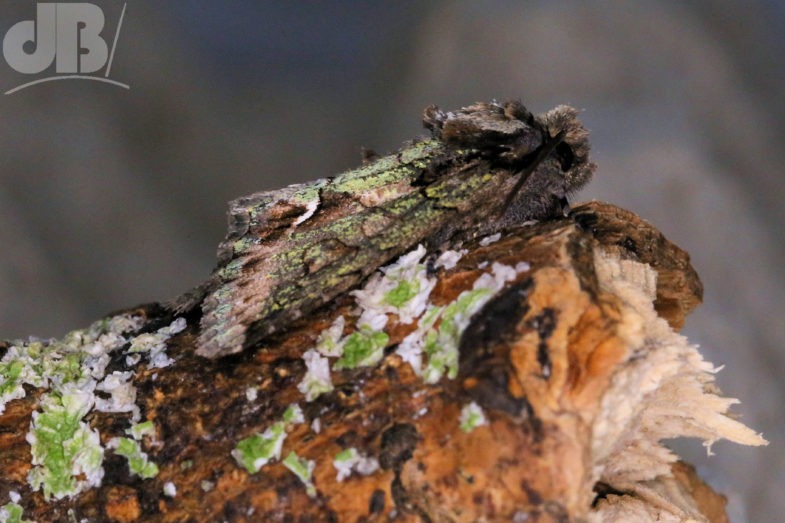 Green-brindled Crescent (<em>Allophyes oxyacanthae</em>)