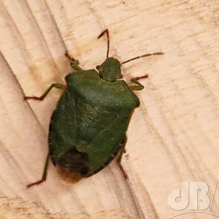Green Shield Bug (<em>Palomena prasina</em>)