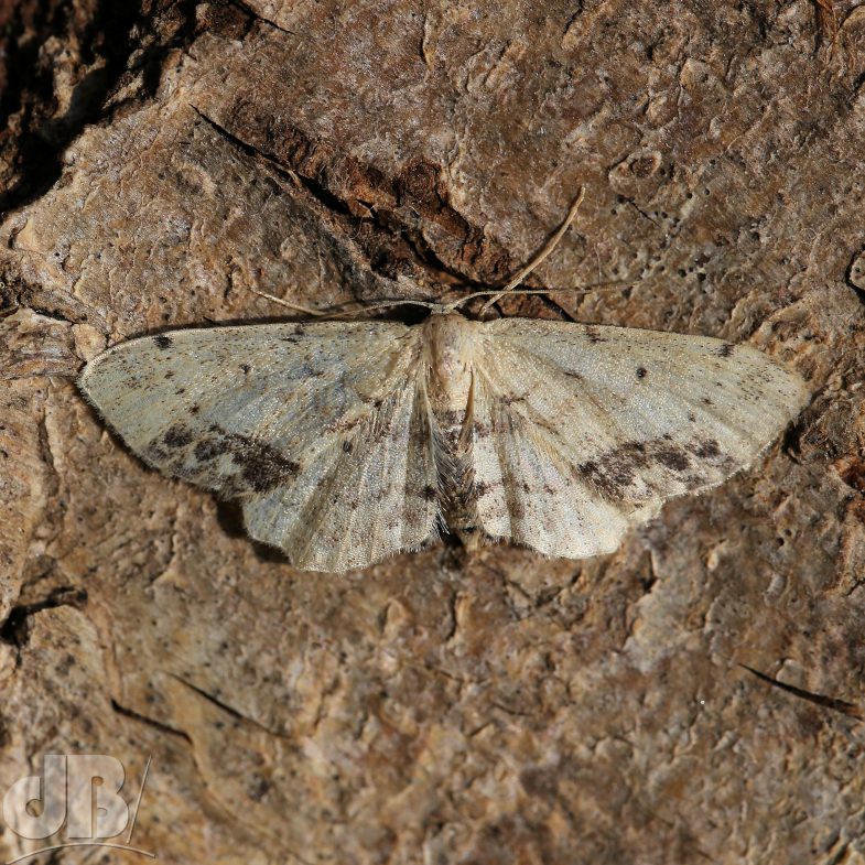 Single-dotted Wave (<em>Idaea dimidiata</em>)