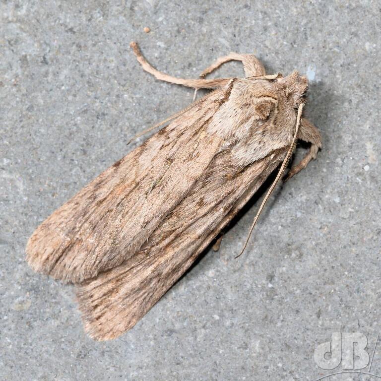 Blair's Shoulder Knot (<em>Lithophane leautieri</em>)