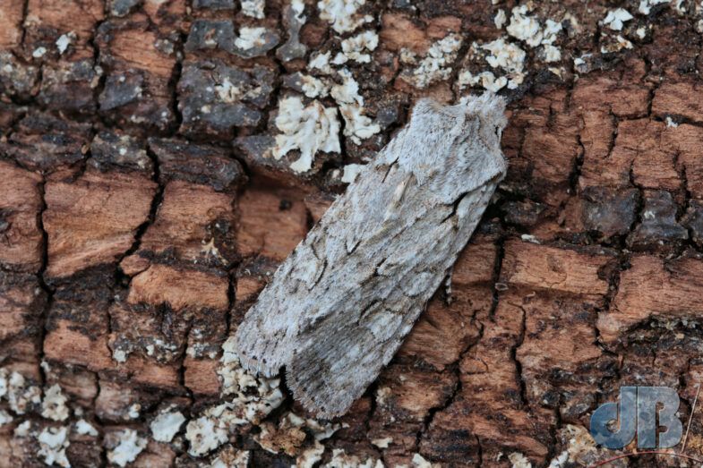 Grey Shoulder-knot (<em>Lithophane ornitopus</em>)
