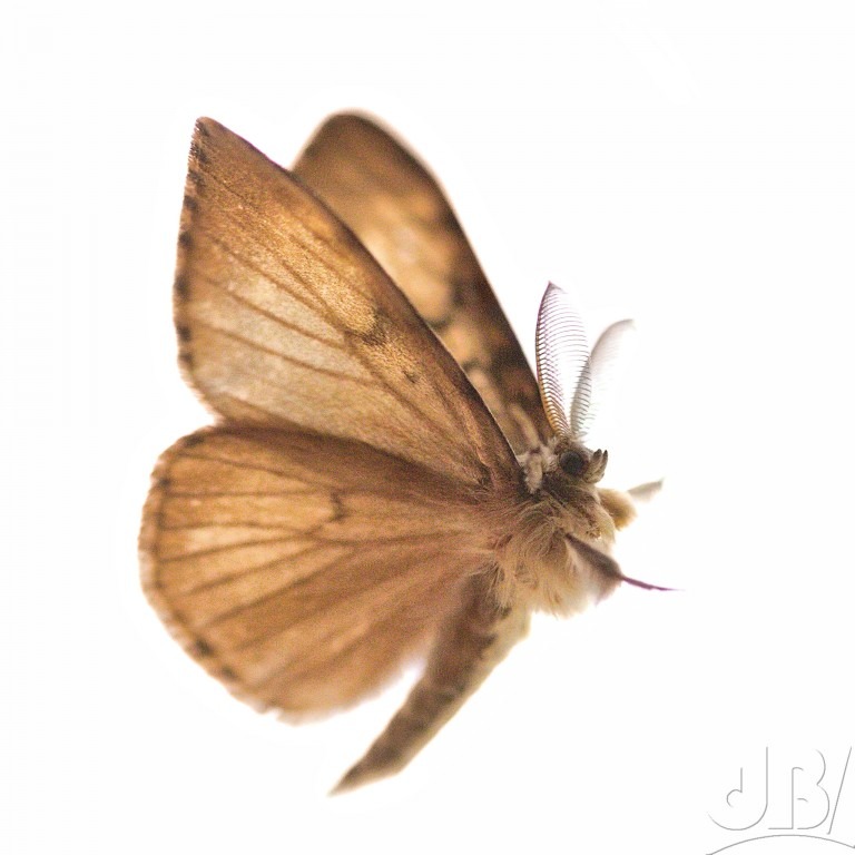 Gypsy Moth (<em>Lymantria dispar</em>)