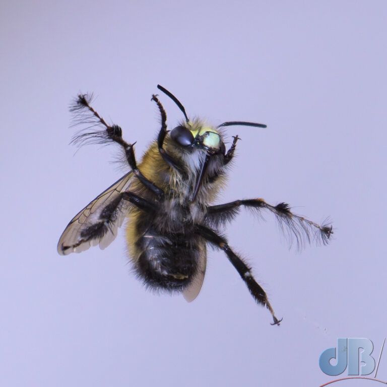 Hairy-footed Flower Bee (<em>Anthophora plumipes</em>)