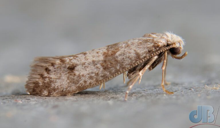 Hawthorn Moth (<em>Scythropia crataegella</em>)