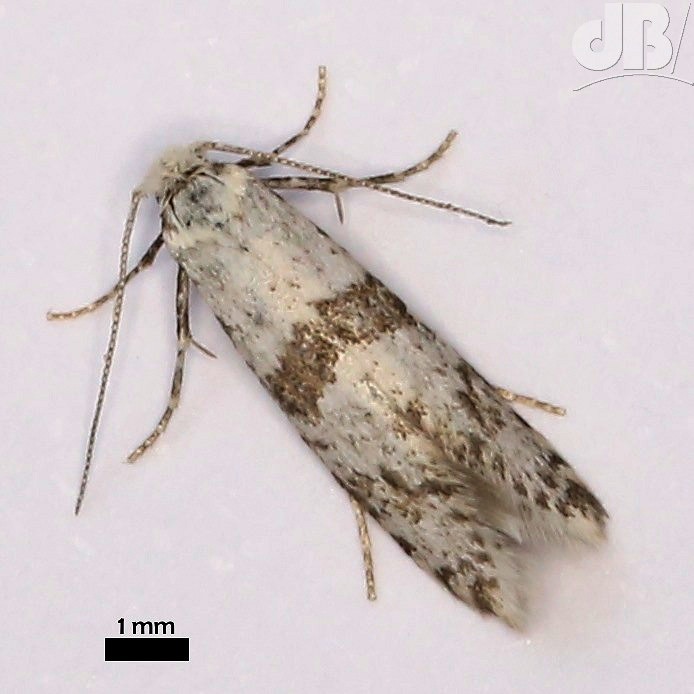 Hawthorn Moth (<em>Scythropia crataegella</em>)