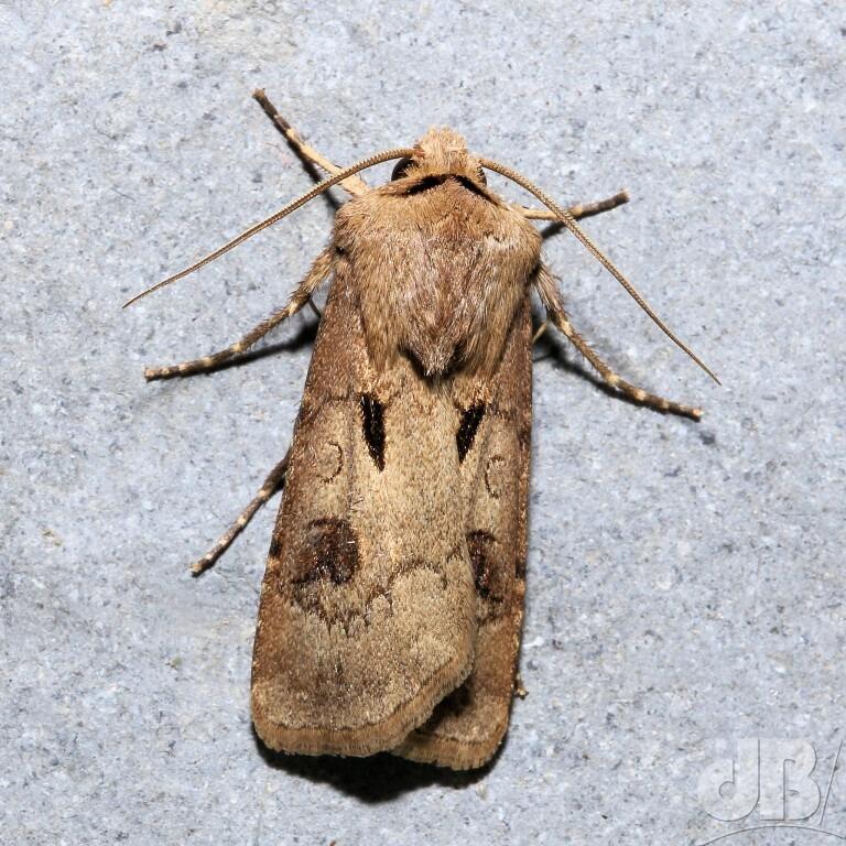 Heart & Dart (<em>Agrotis exclamationis</em>)